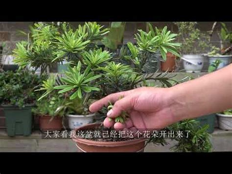 羅漢松盆栽風水|羅漢松盆栽風水指南：開花時兆頭非凡 